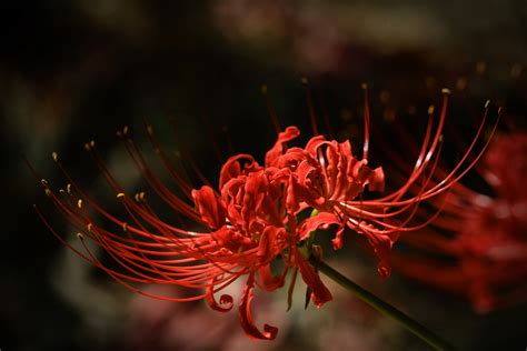 紫彼岸花